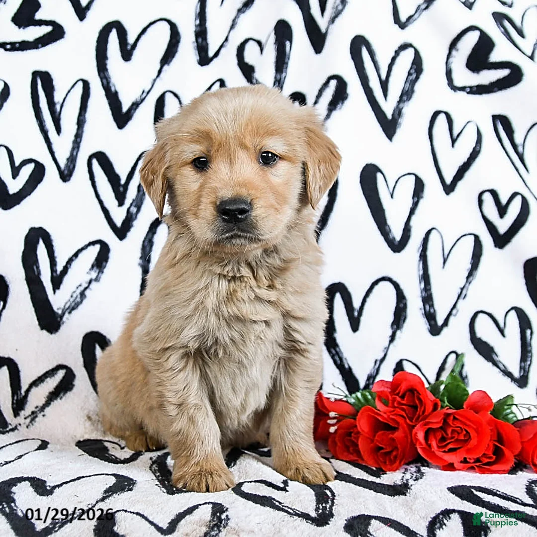 Golden Retriever dogs for sale: Laker - Ad 1