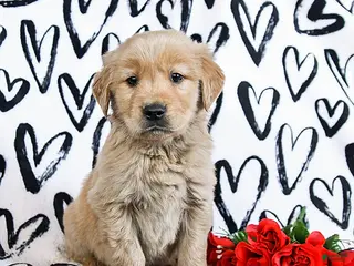 Golden Retriever dogs Laker - Ad 20