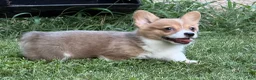 Welsh Corgi Pembroke dogs for sale: Red - Ad 6