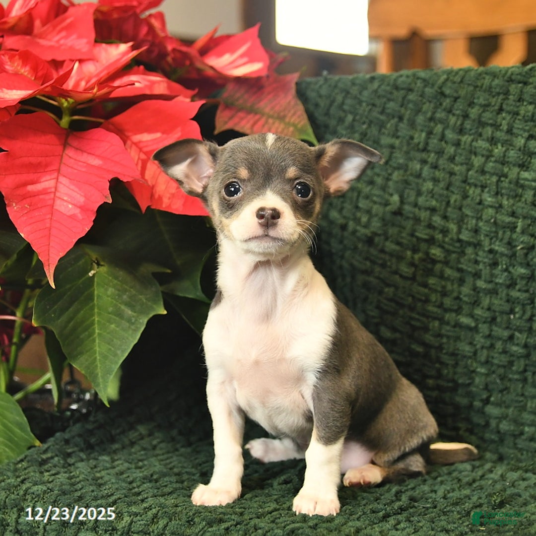 Chihuahua dogs for sale: Crystal  - Ad 1