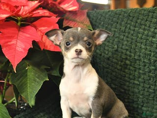 Chihuahua dogs Crystal - Ad 36