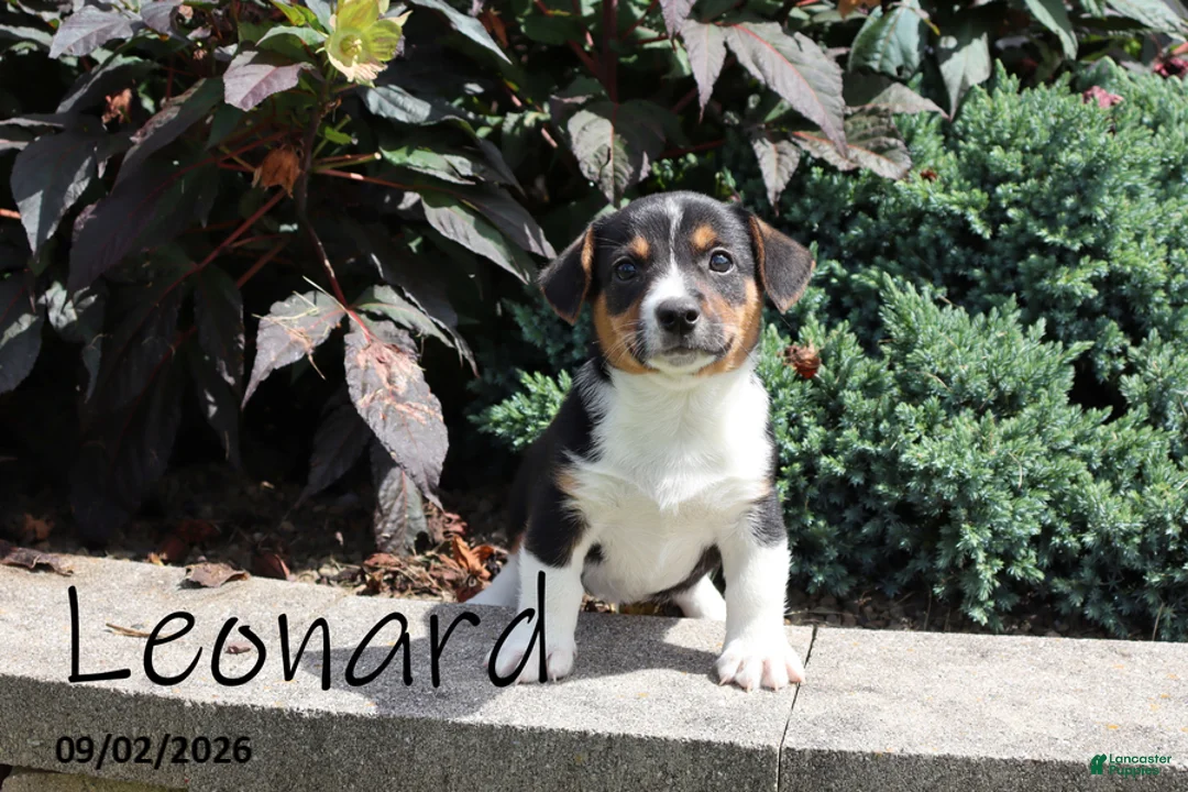 Mixed Breed dogs for sale: Leonard - Ad 1