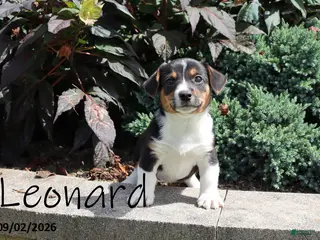 Mixed Breed dogs Leonard - Ad 39