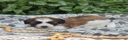 Teddy Bear dogs for sale: Granola - Ad 6