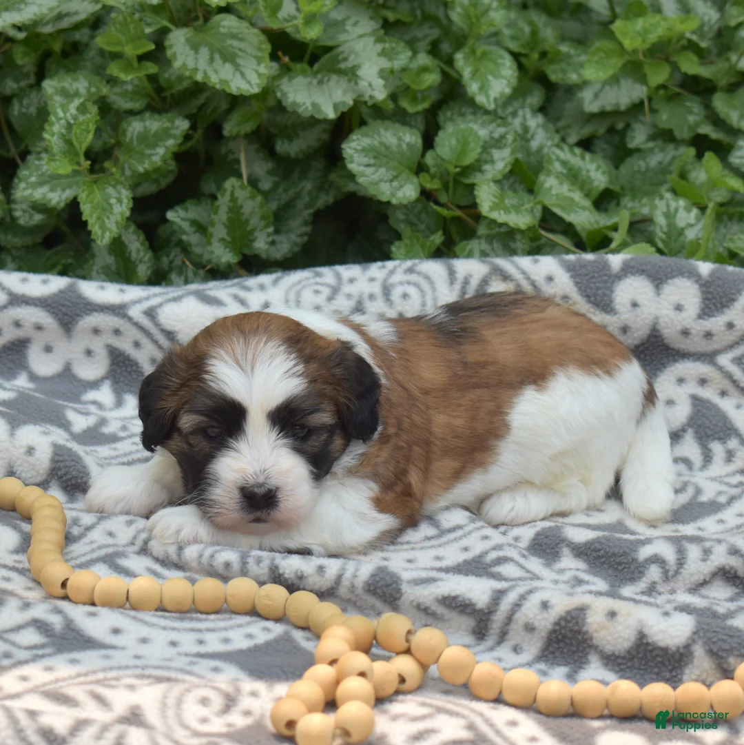 Teddy Bear dogs for sale: Granola - Ad 6