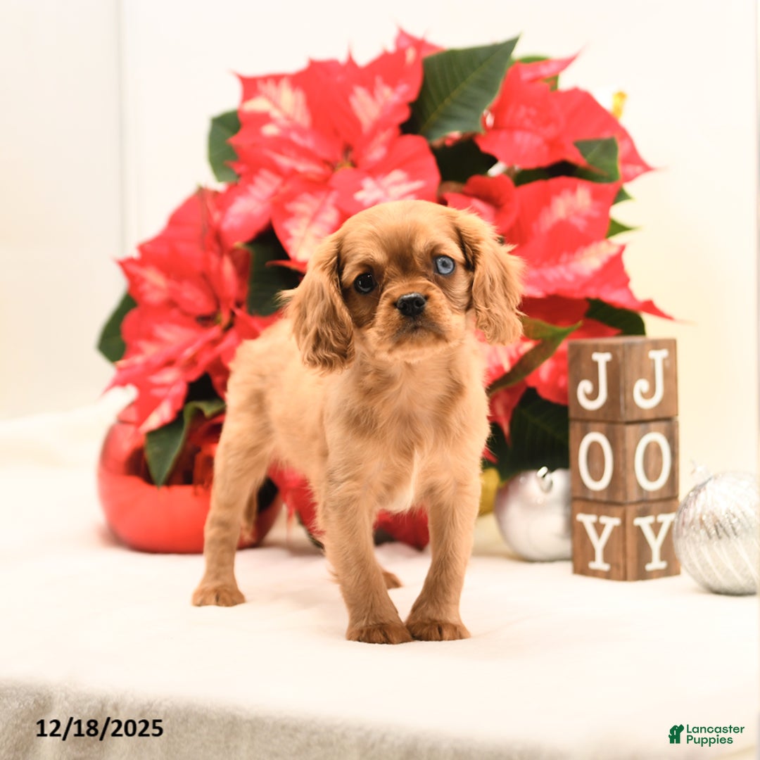Cavalier King Charles Spaniel dogs for sale: Jake - Ad 4