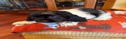 Cocker Spaniel dogs for sale: Black Jack - Ad 4