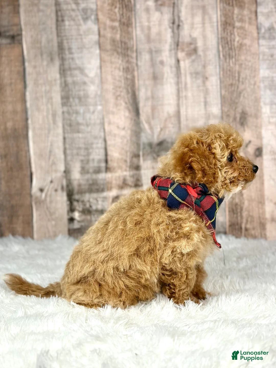 Bichpoo dogs for sale: Boy Eli - 8340 - Ad 9