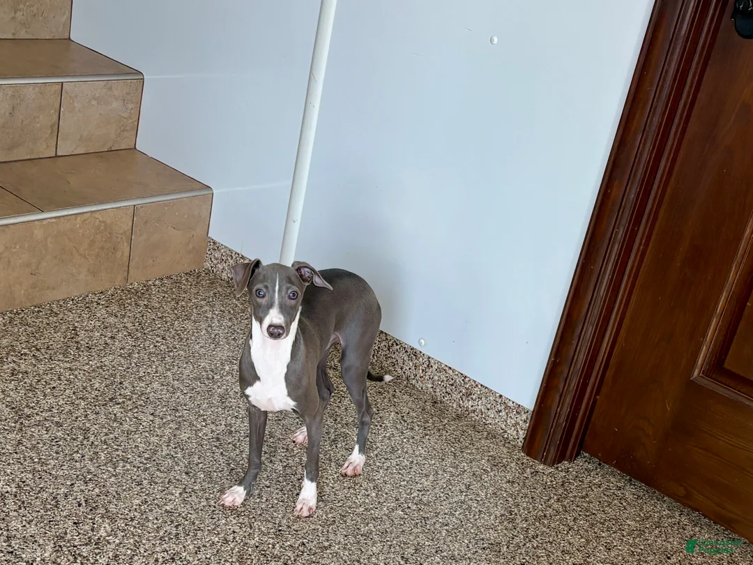 Italian Greyhound dogs for sale: Norm - Ad 5