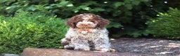 Lagotto Romagnolo dogs for sale: Mia - Ad 9