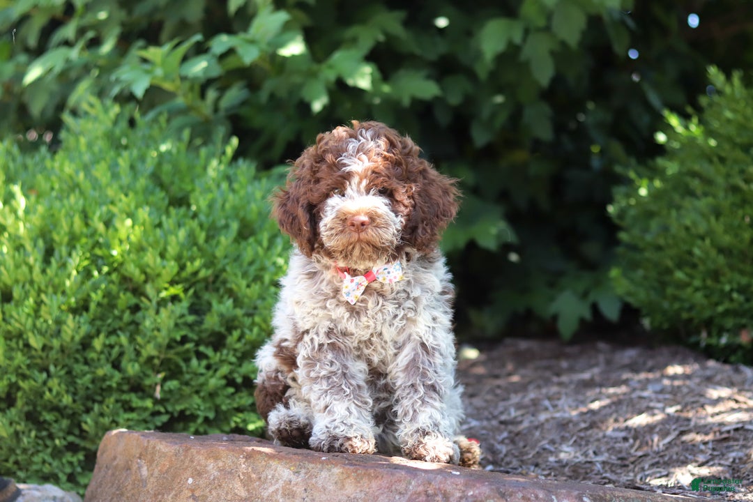 Lagotto Romagnolo dogs for sale: Mia - Ad 9