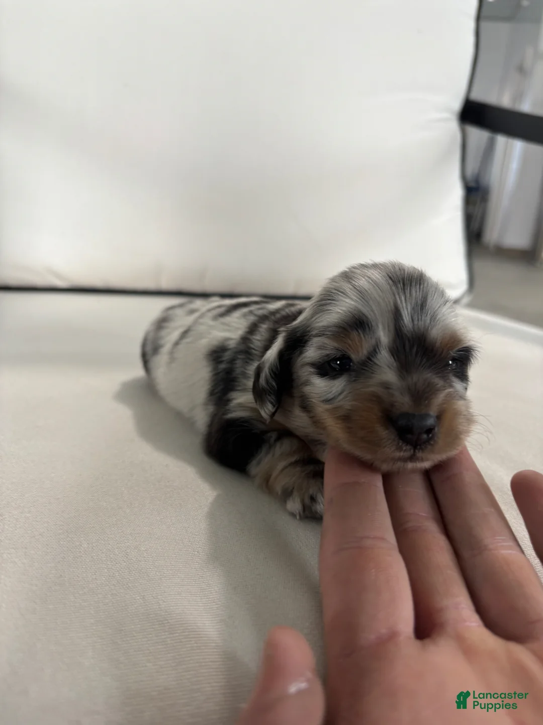 Miniature Dachshund dogs for sale: Miniature Dachshund Puppy 1 - Ad 2