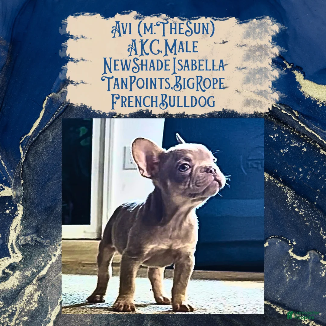 French Bulldog dogs for sale: Avi (mng: Light) - Ad 15