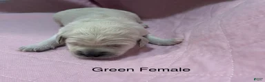 Green Female Goldendoodle 
