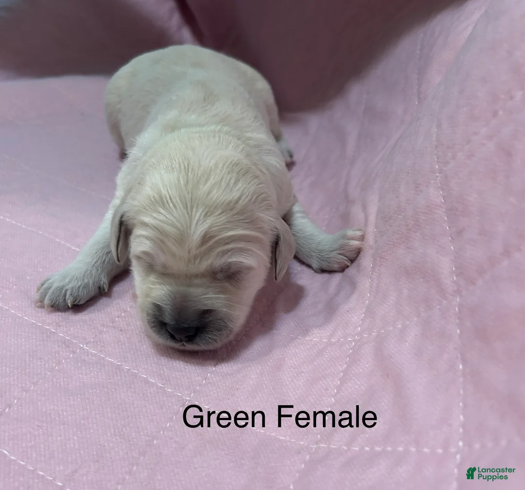 Goldendoodle dogs for sale: Green Female Goldendoodle  - Ad 1