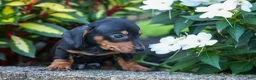 Miniature Dachshund dogs for sale:  Zack🐶 - Ad 16