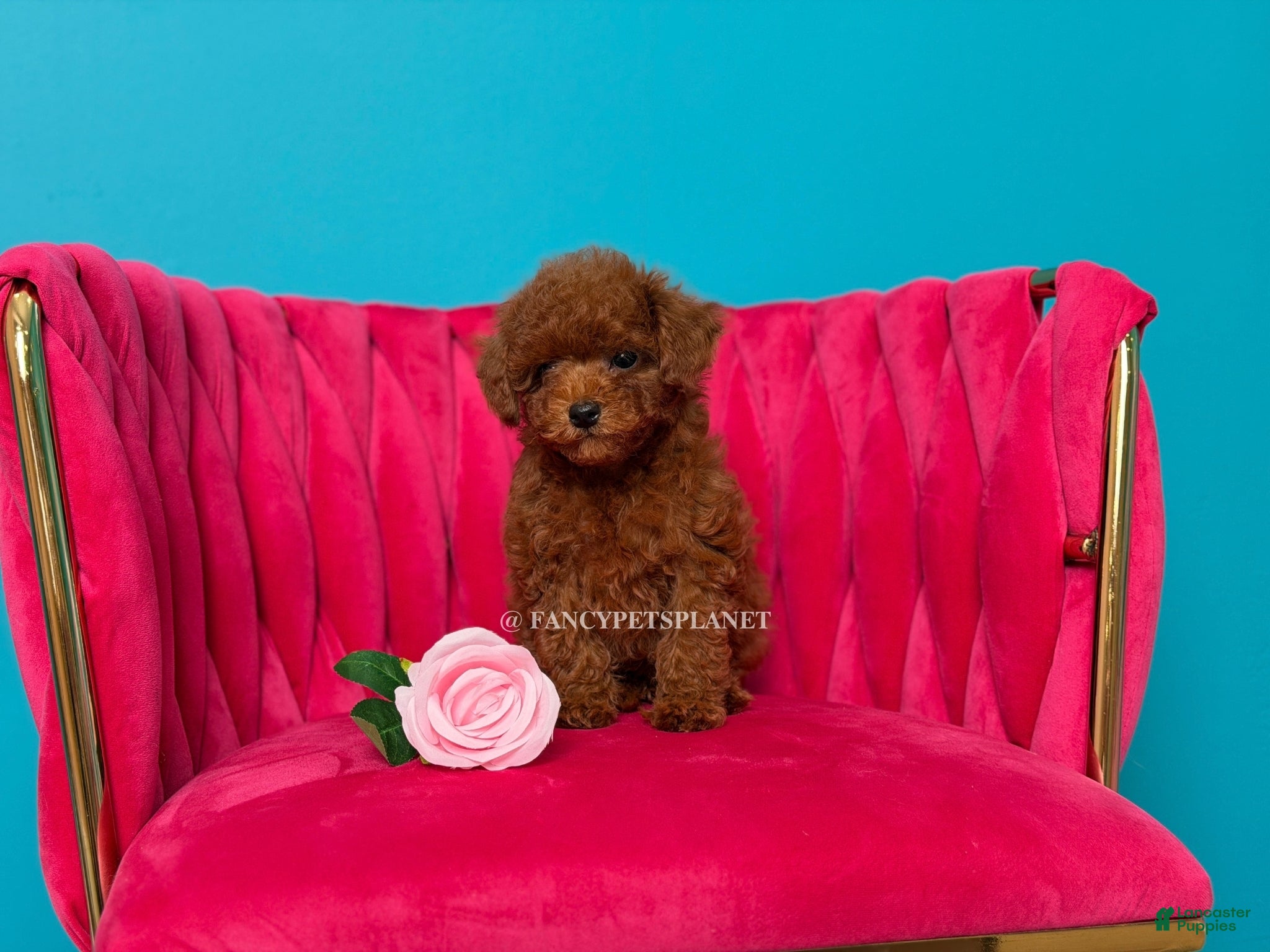 Toy Poodle dogs Keeper of secrets  - Ad 1