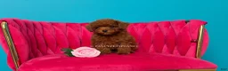 Toy Poodle dogs for sale: Keeper of secrets  - Ad 1