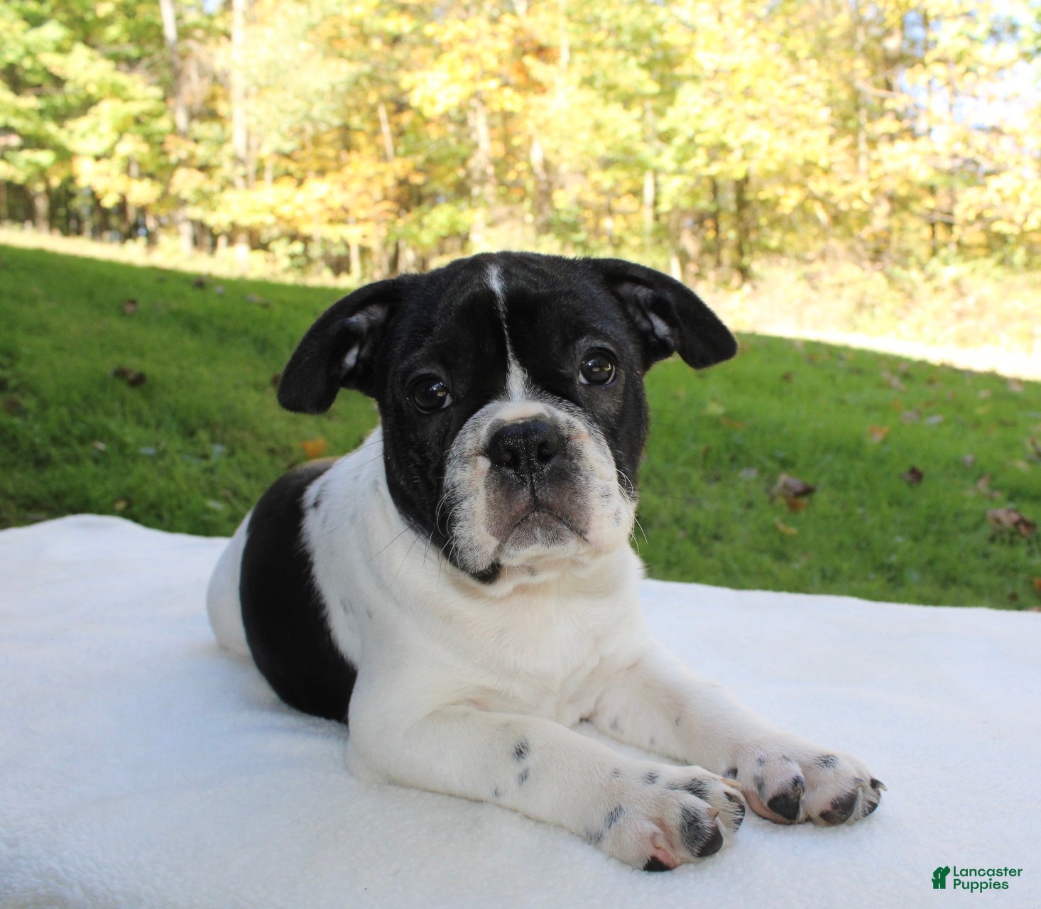 Frenchton dogs Cooper  - Ad 2