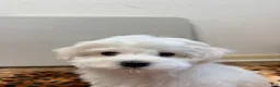 Maltese dogs for sale: Joy - Ad 5