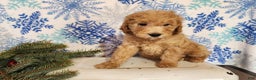 Mini Goldendoodle dogs for sale: Indy - Ad 8