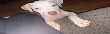 American Pit Bull Terrier 4