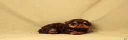 Toy Poodle dogs for sale: Randy - Ad 3