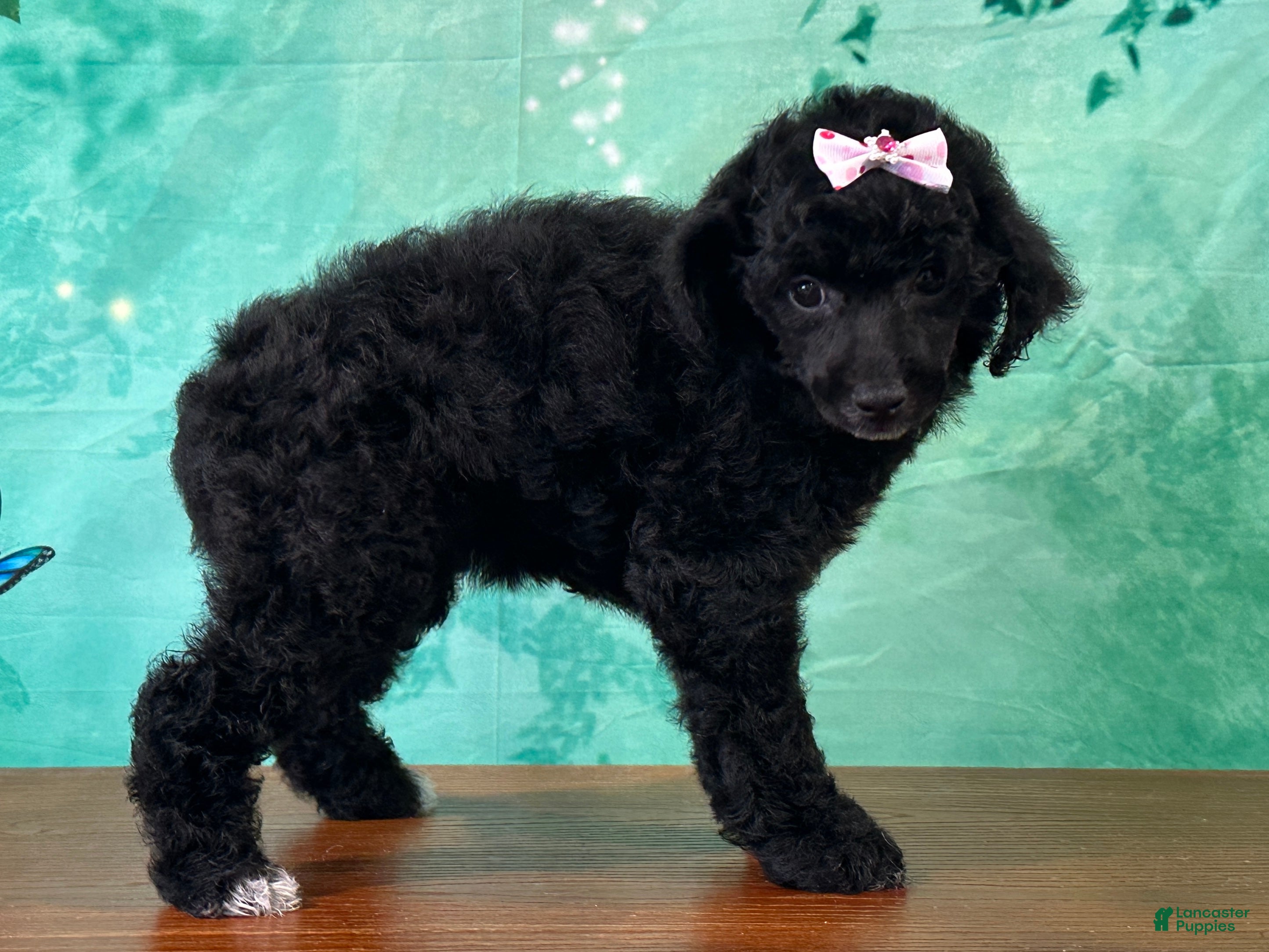 Miniature Poodle dogs Meridia - Ad 2