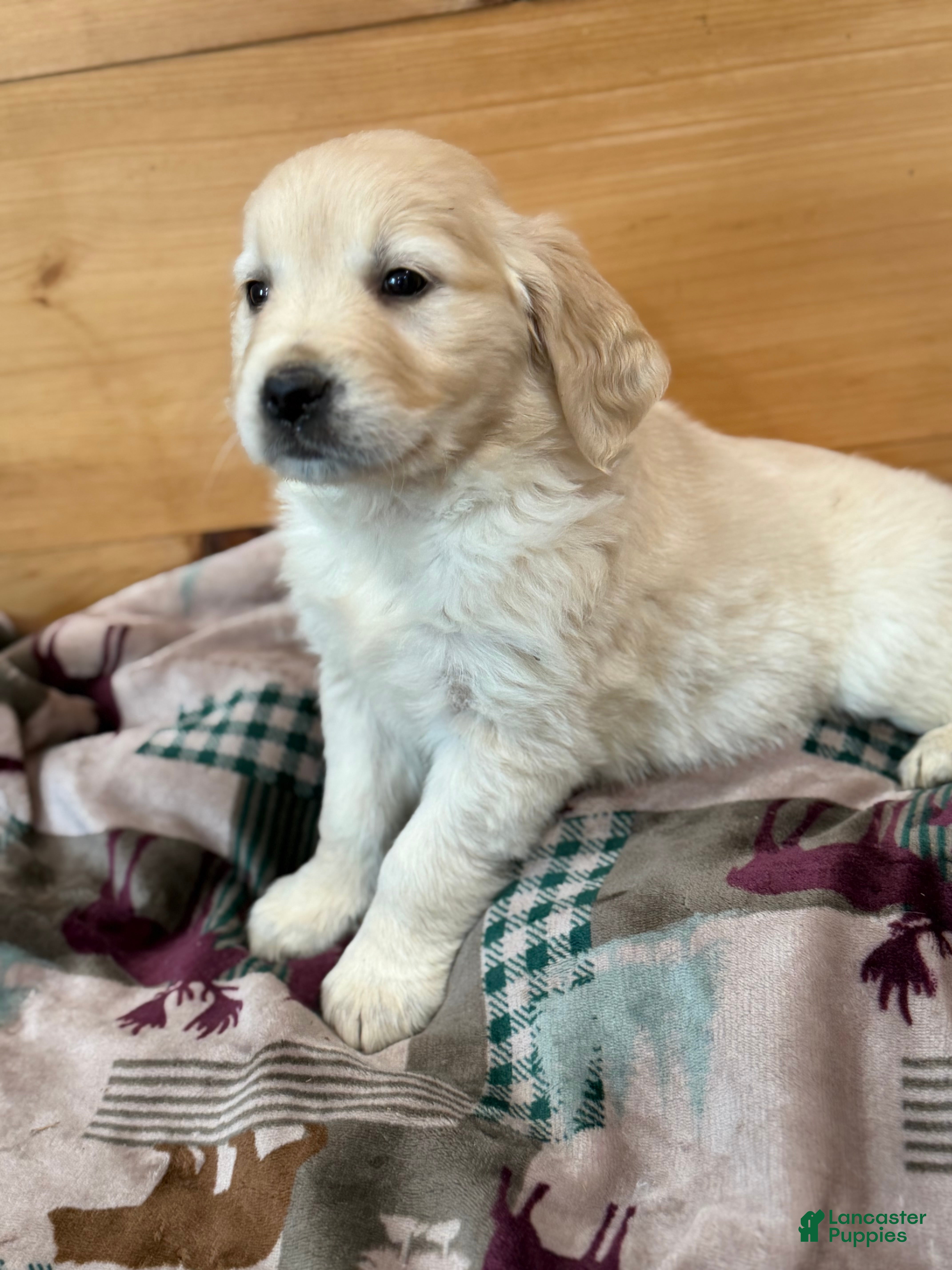 Golden Retriever dogs Pearl - Ad 1