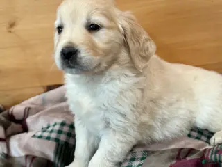 Golden Retriever dogs for sale: Pearl - Ad 3