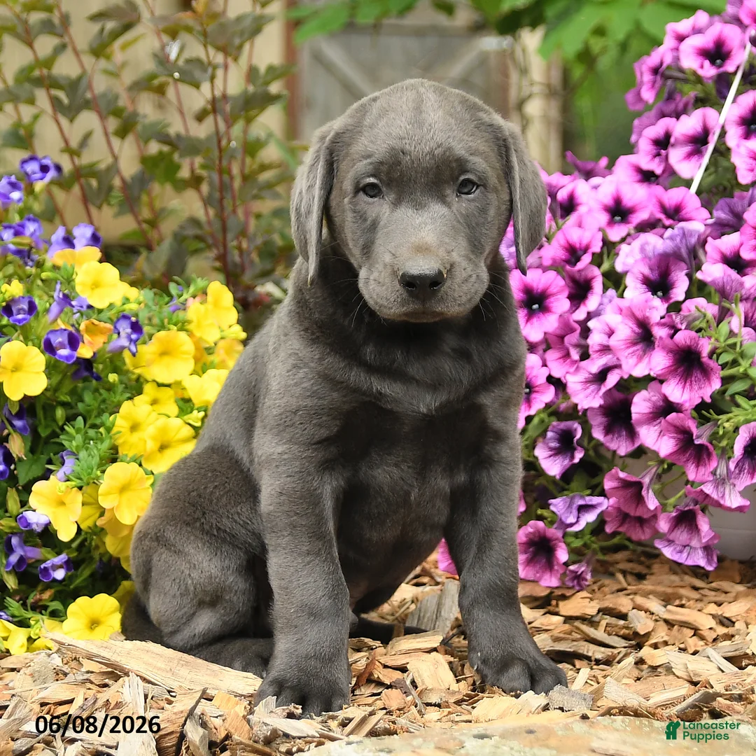 Labrador Retriever dogs for sale: Sam - Ad 3