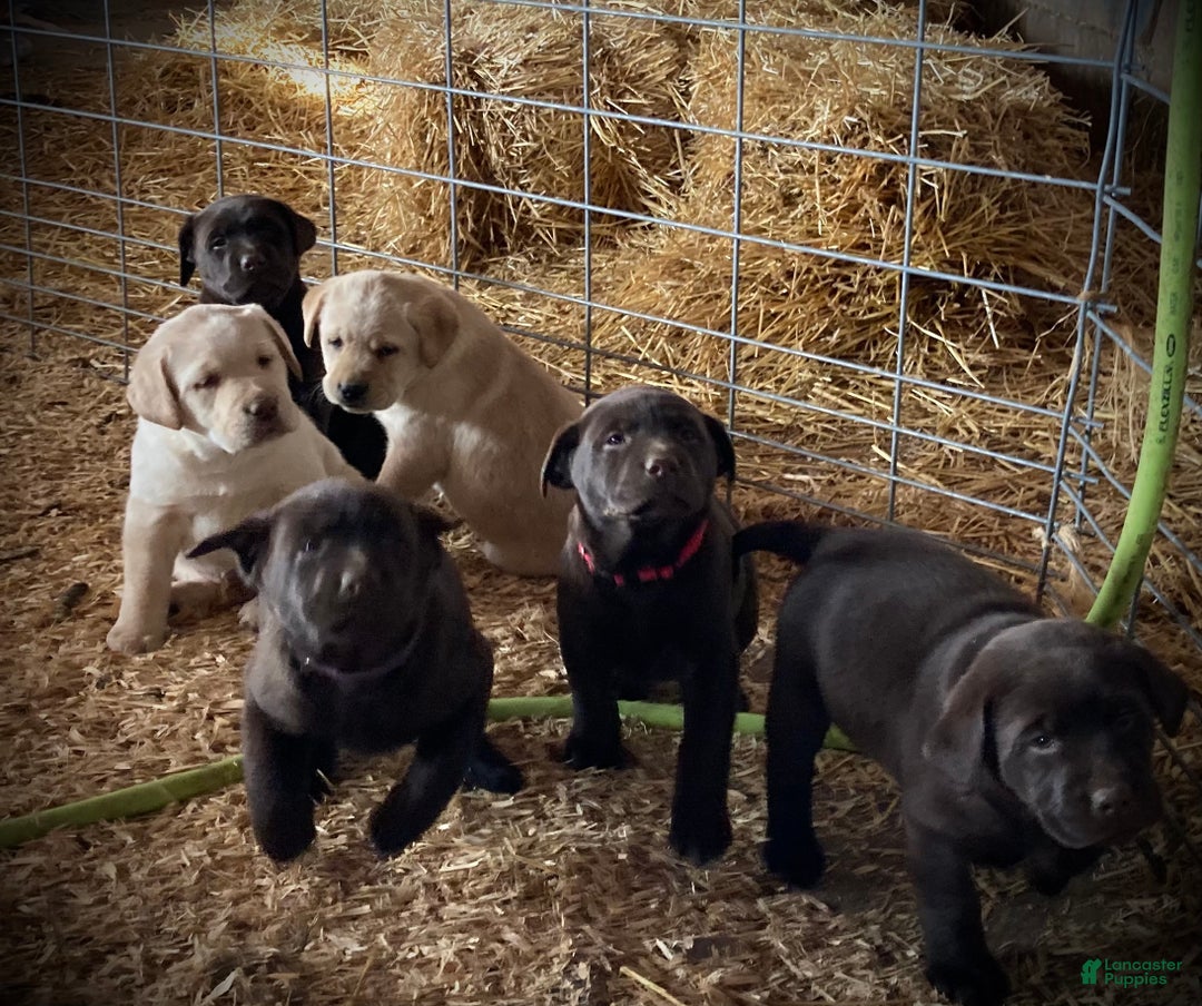 Labrador Retriever dogs for sale: Margie - Ad 5