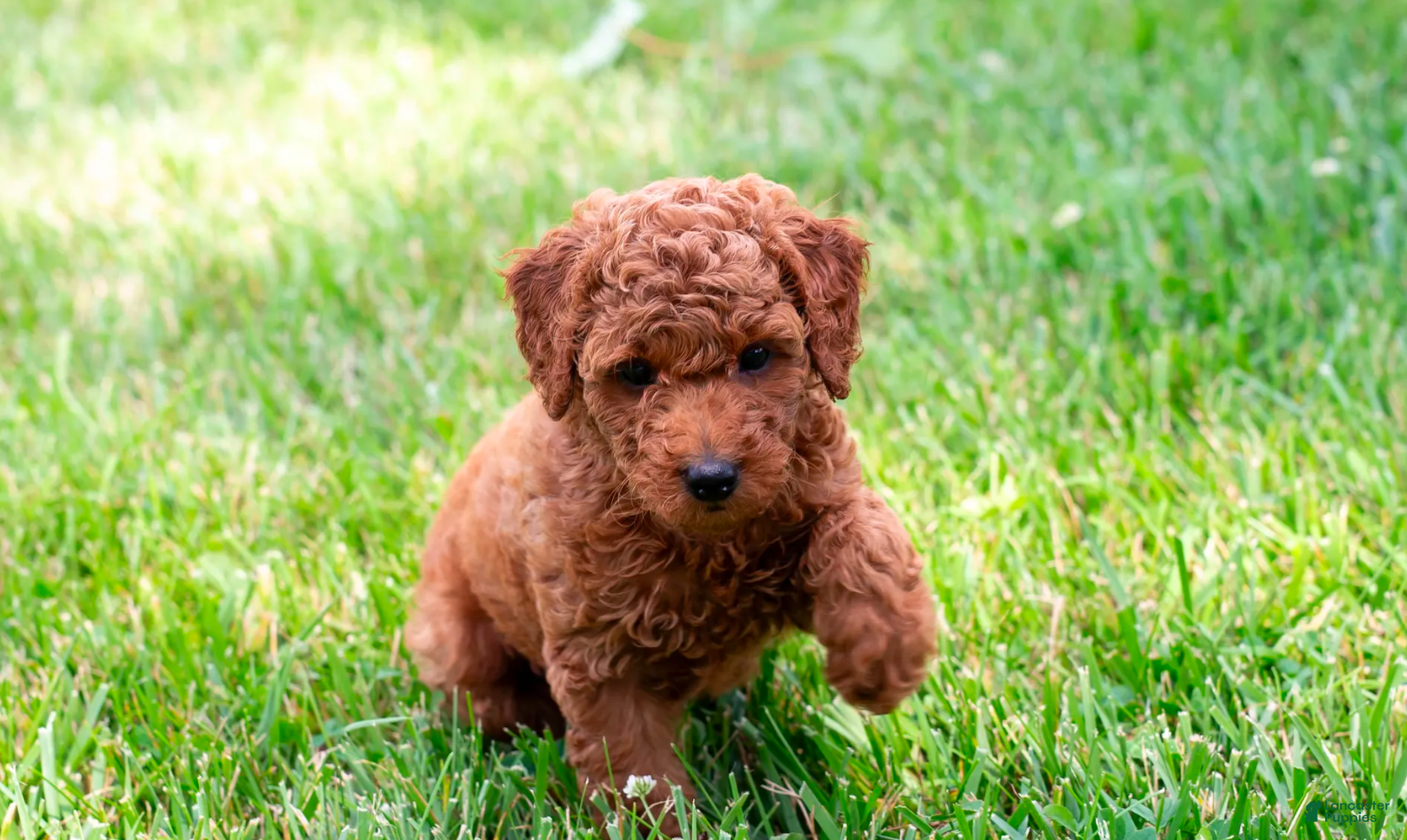 Toy Poodle dogs Pecan - Ad 2