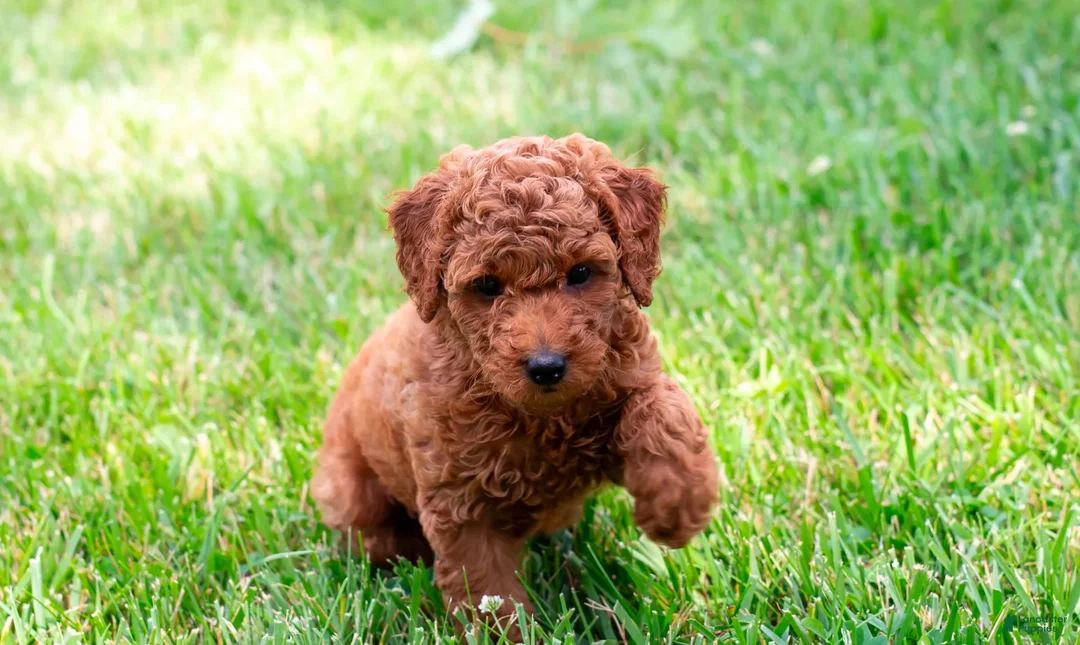 Toy Poodle dogs for sale: Pecan - Ad 2
