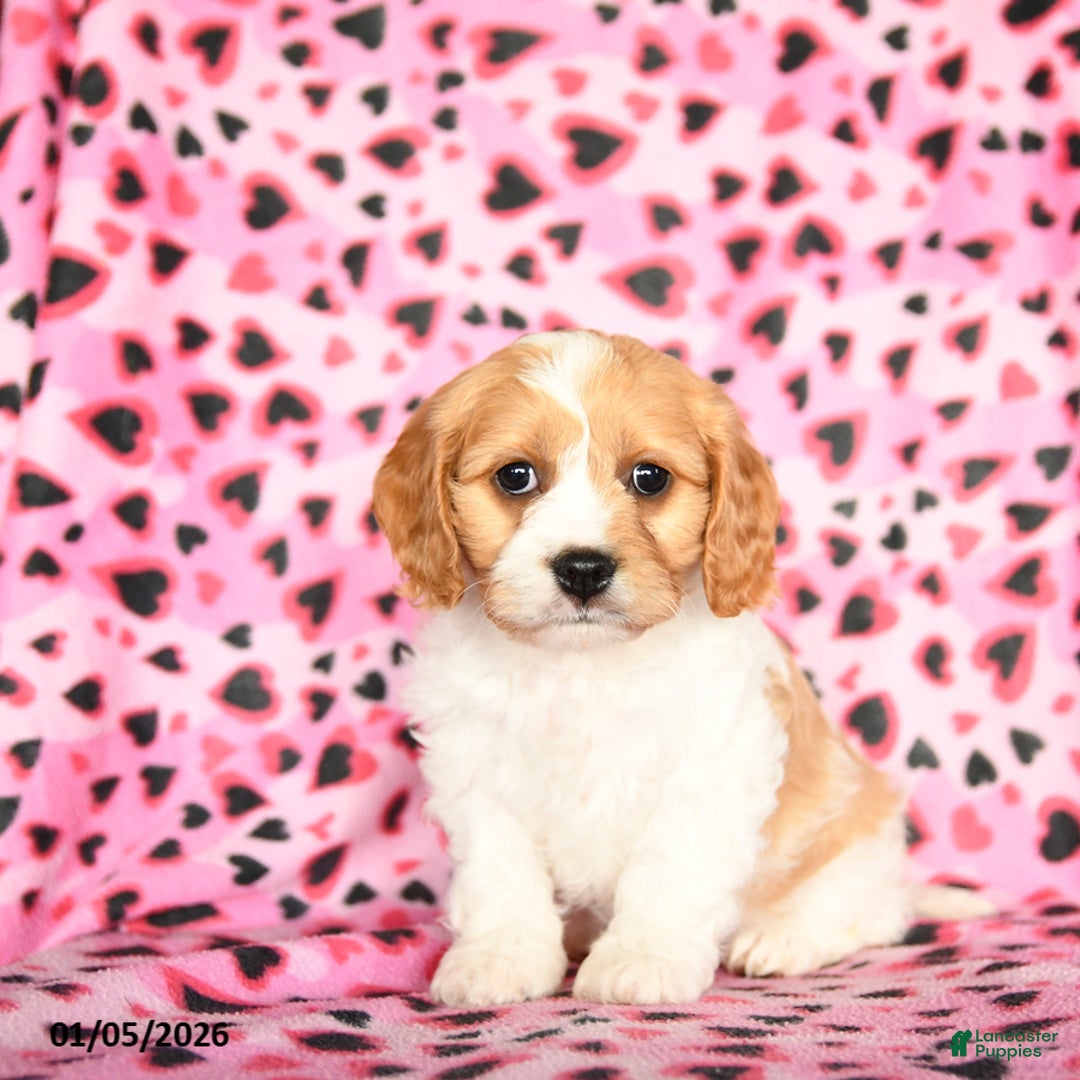 Cavachon dogs for sale: Beauty - Ad 3