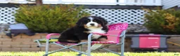 Bernese Mountain Dog dogs for sale: Drew - Ad 10