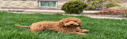 Cockapoo dogs for sale: Terry - Ad 1