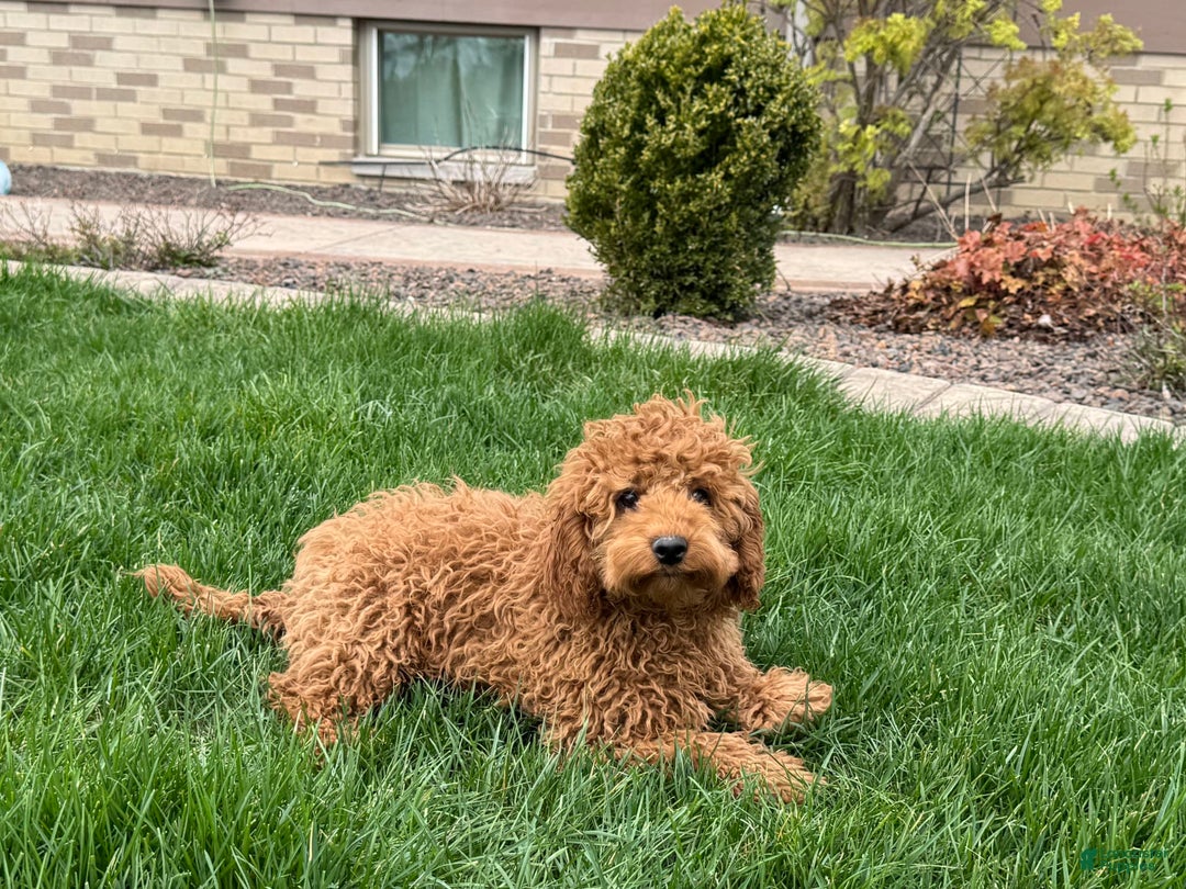 Cockapoo dogs for sale: Terry - Ad 1