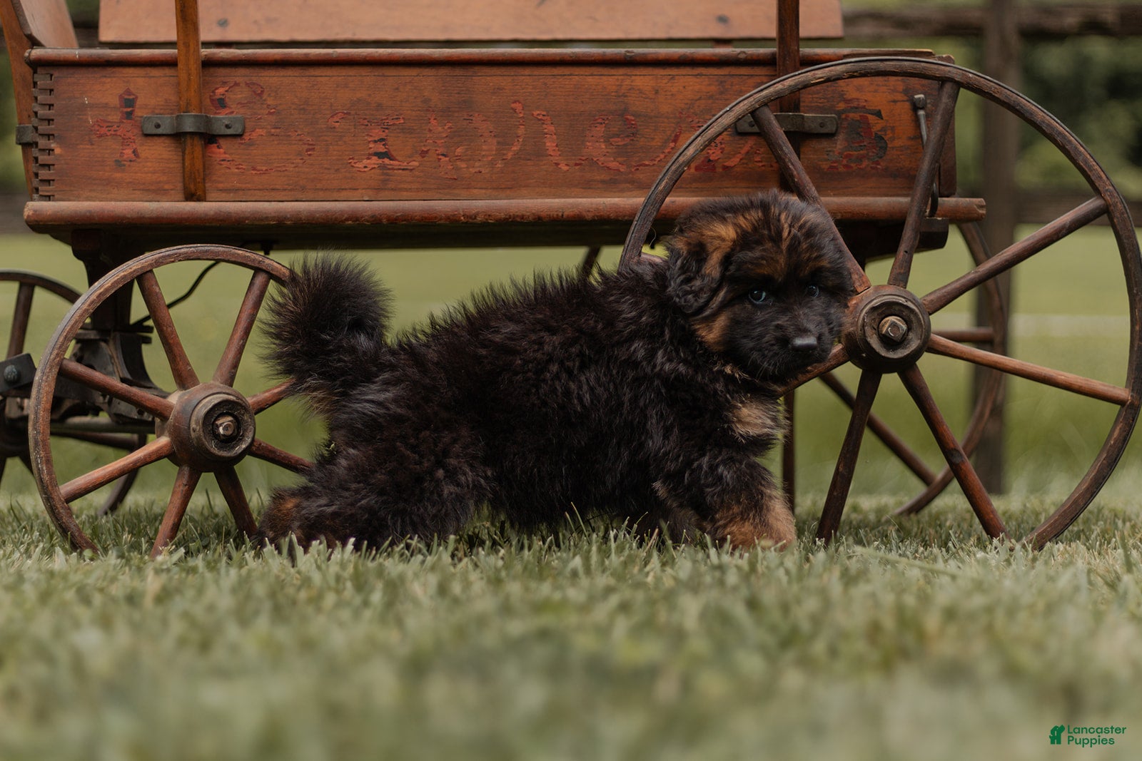 German Shepherd dogs German Shepherd Puppy 5 Lizbeth - Ad 2