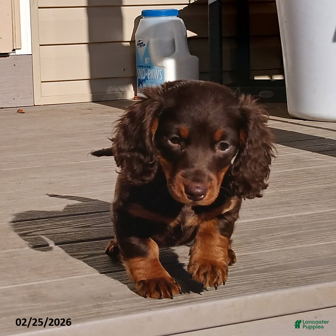 Miniature Dachshund dogs Luvbug - Ad 1