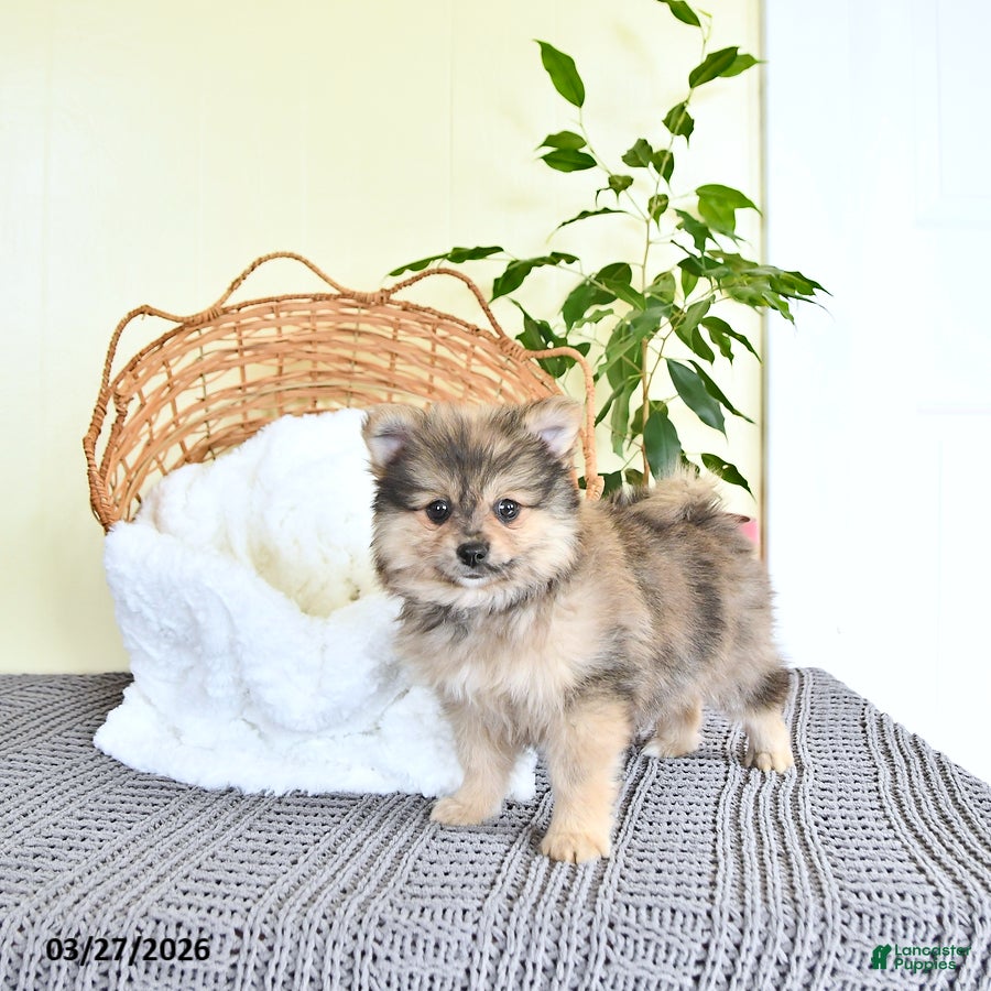 Pomeranian dogs Conner - Ad 2