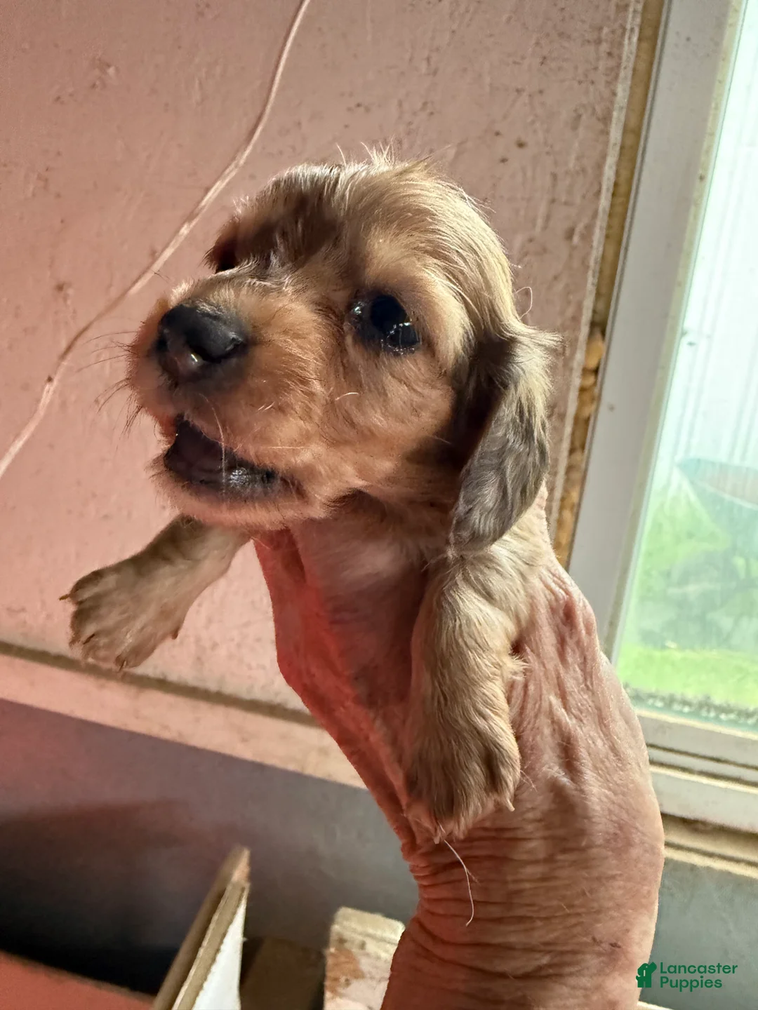 Miniature Dachshund dogs for sale: Miniature Dachshund Puppy 1 - Ad 2