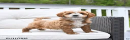 Mixed Breed dogs for sale: Peanut  - Ad 3