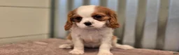Cavalier King Charles Spaniel dogs for sale: Demi - Ad 8