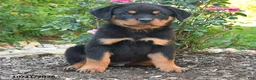 Rottweiler dogs for sale: Thor - Ad 3