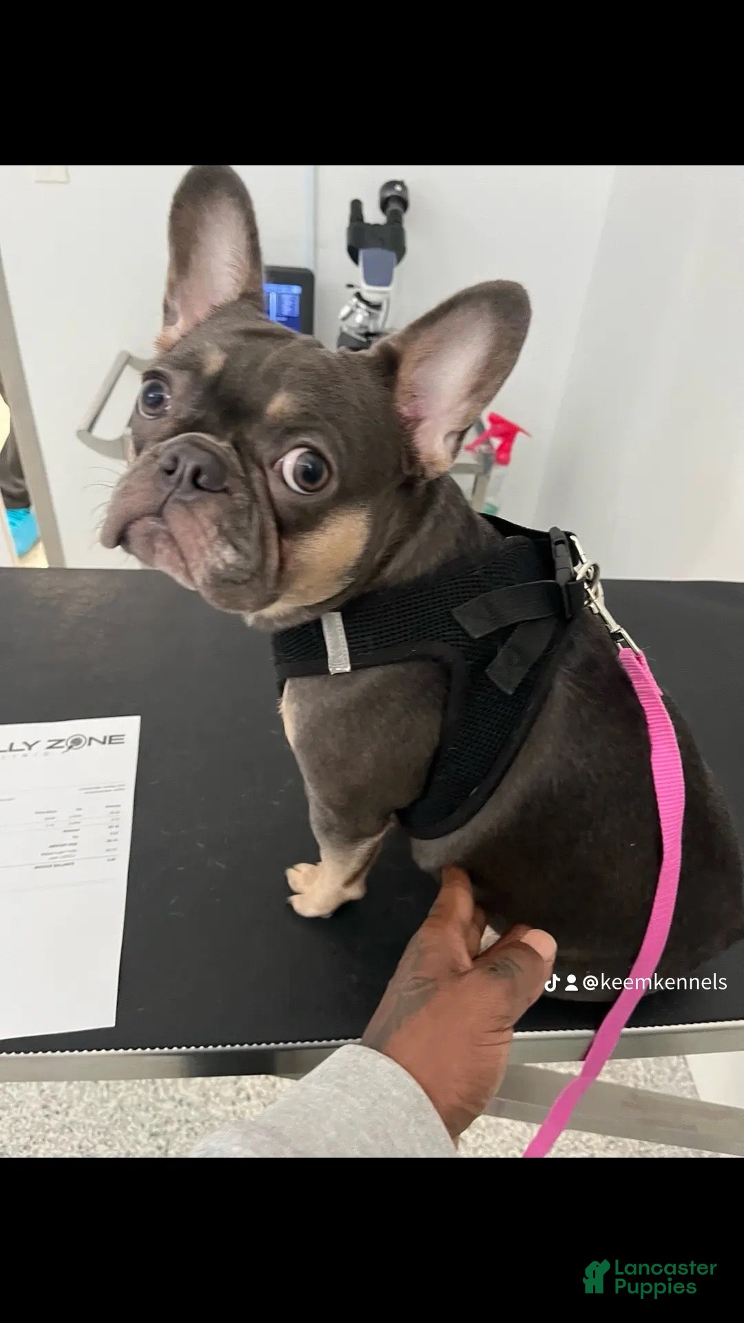 French Bulldog dogs for sale: Night  - Ad 6