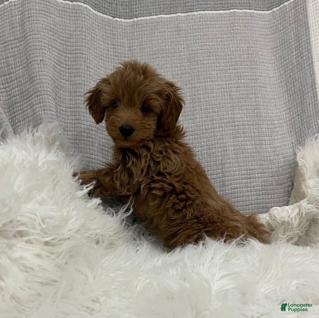 Mini Goldendoodle dogs for sale: Dixie  - Ad 3