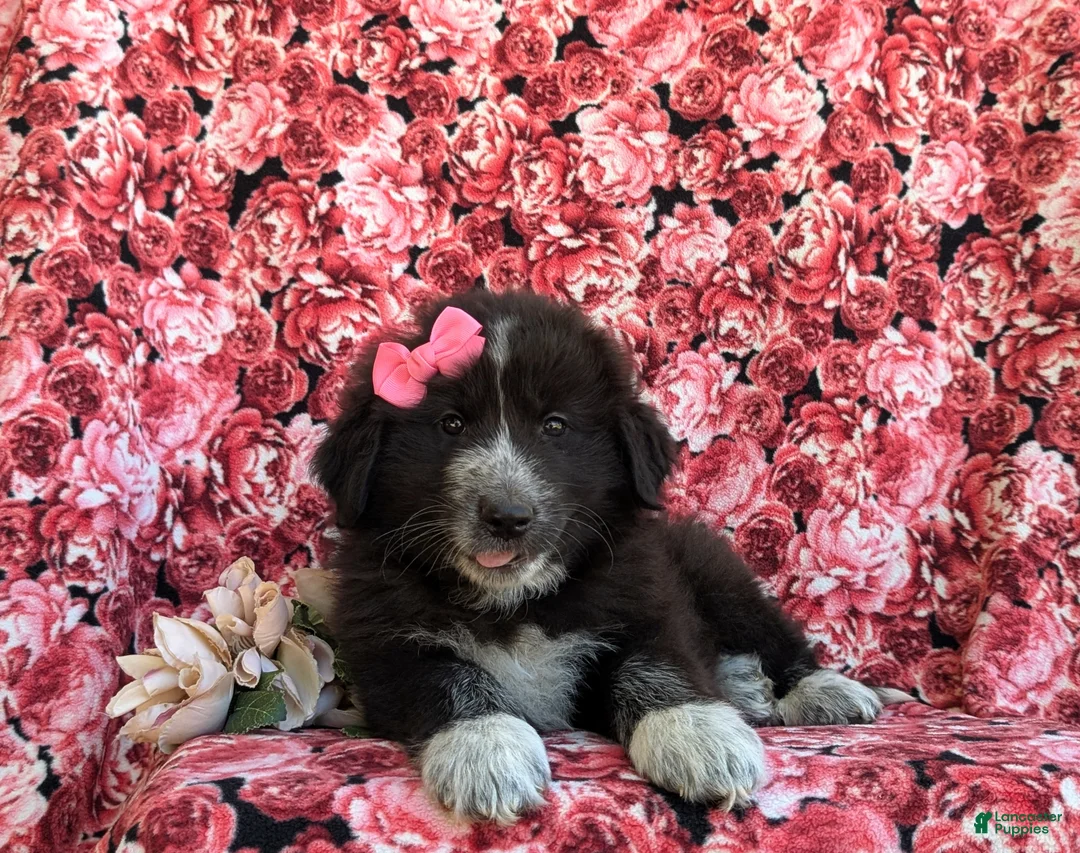 Mixed Breed dogs for sale: Morissa - Ad 5