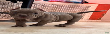 American Bully Puppy 