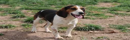 Beagle dogs for sale: Elikhana - Ad 16